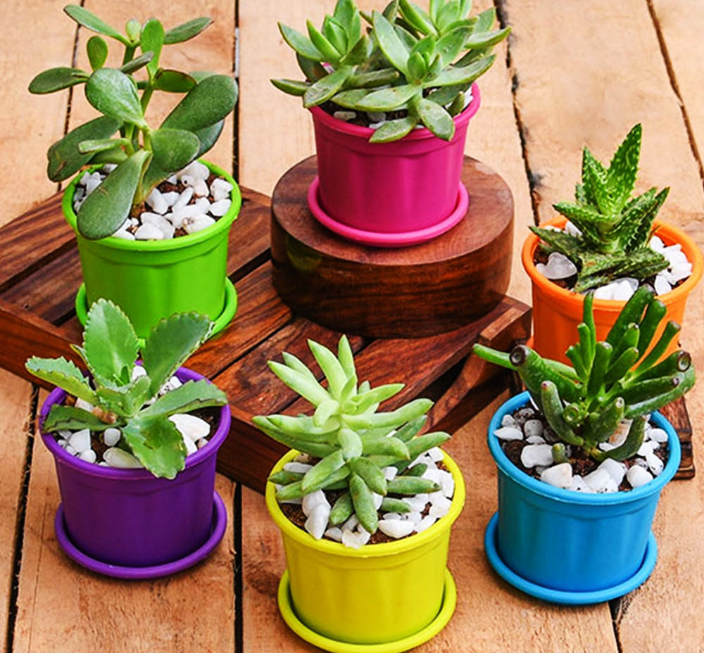 POT SHOP - MELE CHOVVA