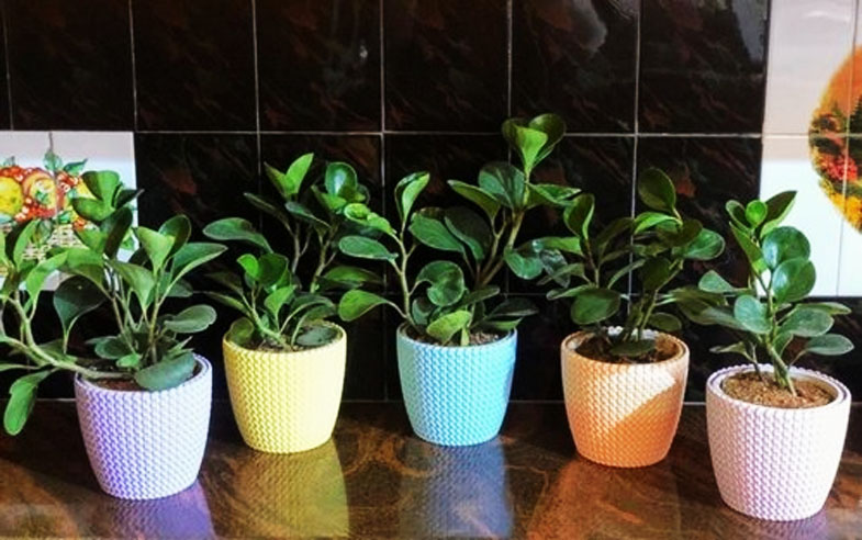POT SHOP - MELE CHOVVA